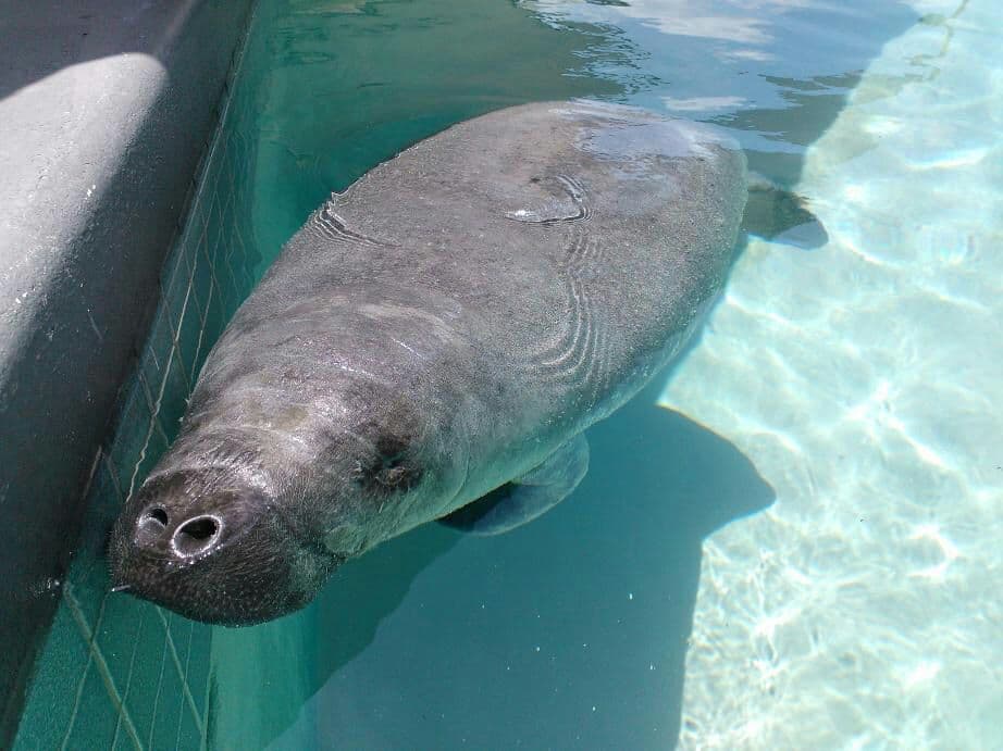 Liberarán dos manatíes adultos en Puerto Rico