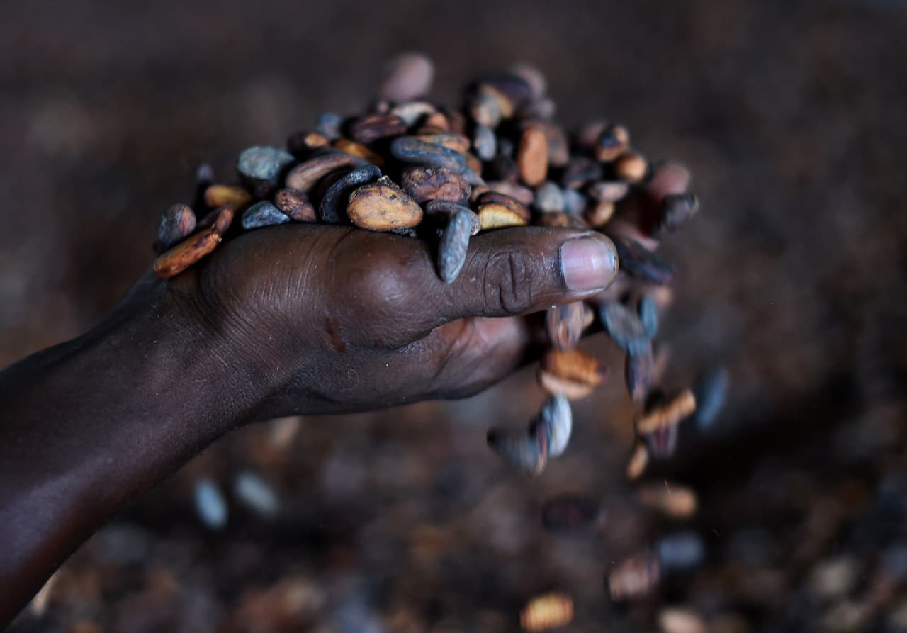 <b>Frente a todos los retos ambientales, ¿podrá el mundo satisfacer la demanda total de café para el 2050?</b>
<br>Si el consumo de café continúa creciendo de la forma que lo ha hecho recientemente, la producción mundial de café debe triplicarse. Sin embargo, las previsiones ambientales es que la mitad de todas las áreas adecuadas de producción de café podrían dejar de serlo si las temperaturas aumentan o escasea el agua.