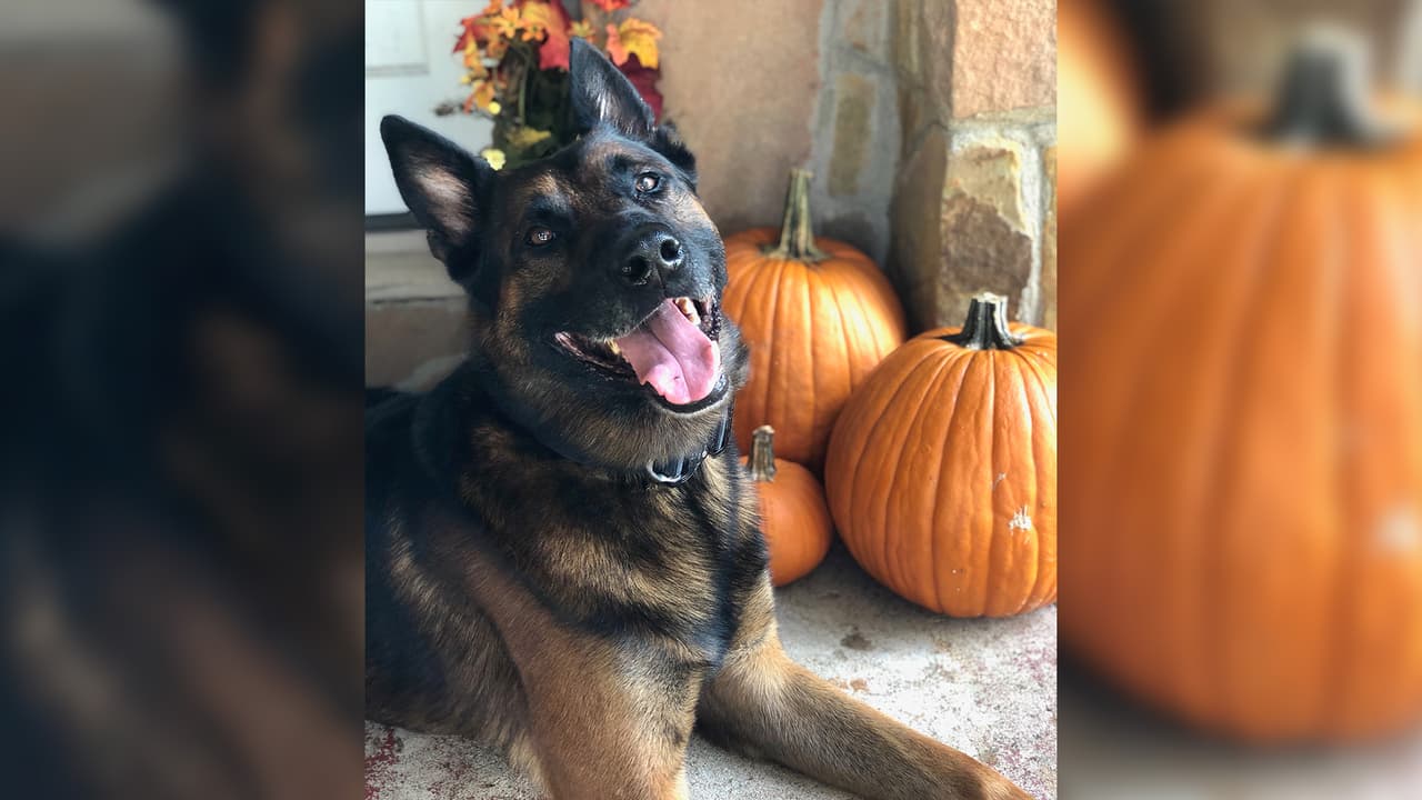 El perro policía fue el ayudante del oficial Justin Cloud desde julio de 2016 y asignado a la División de Patrulla.