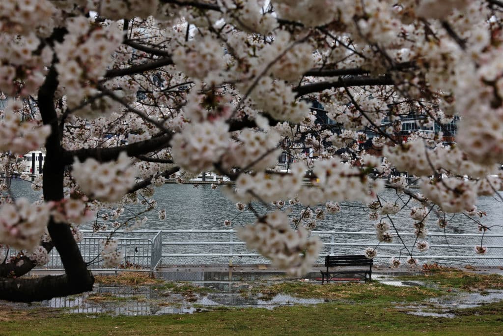 La mayoría de los cerezos que rodean la Cuenca Tidal y se extienden hacia el norte hasta los terrenos del Monumento a Washington, son Yoshino, los cuales producen muchas flores blancas individuales que crean el efecto de nubes blancas.