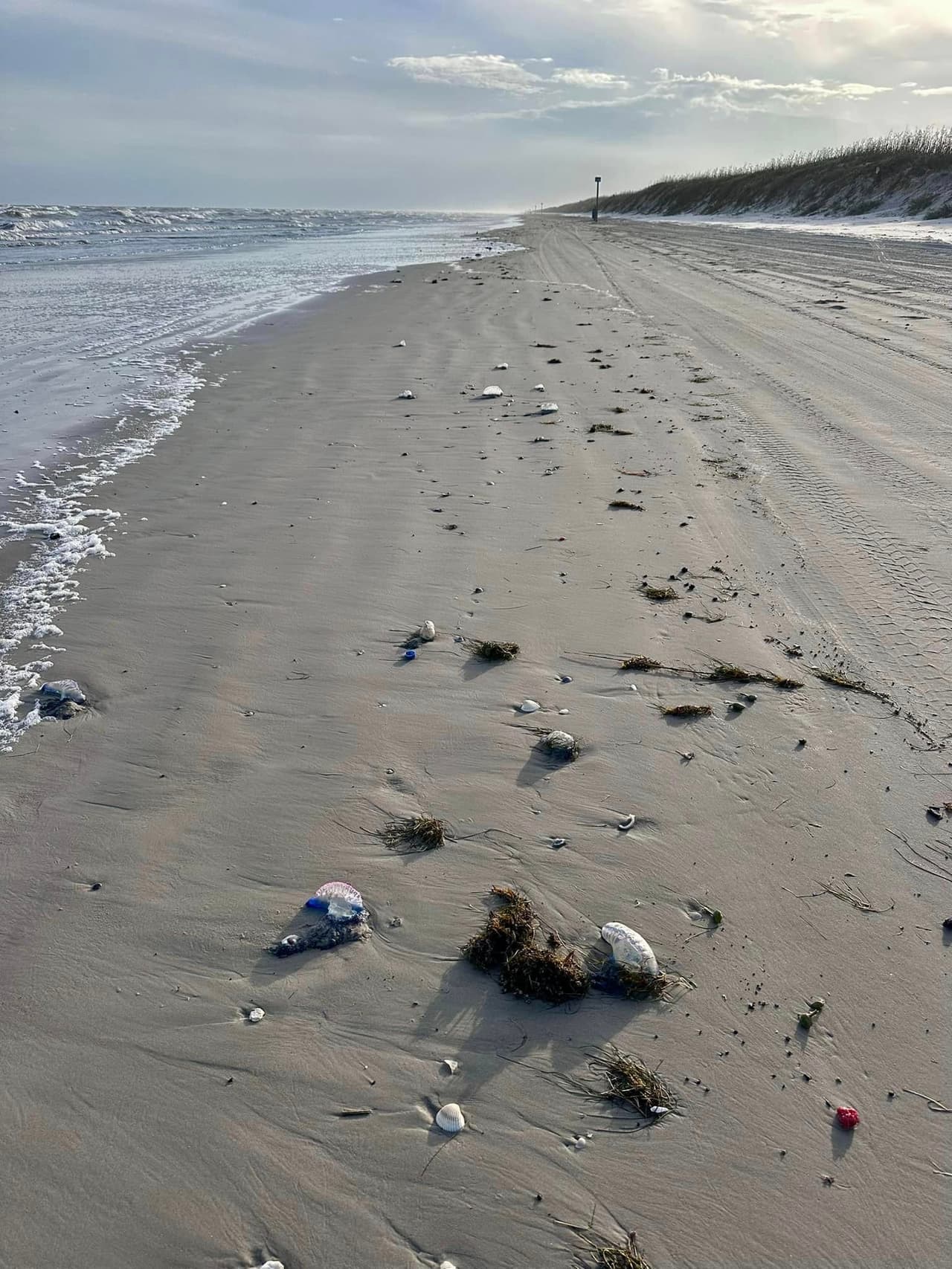 <b>¿Qué hacer si te pica una carabela portuguesa?</b>
<br>
<br>Pon vinagre en el área de la picadura y alternala con agua tibia. Si presentas problemas para respirar, llama al 911.