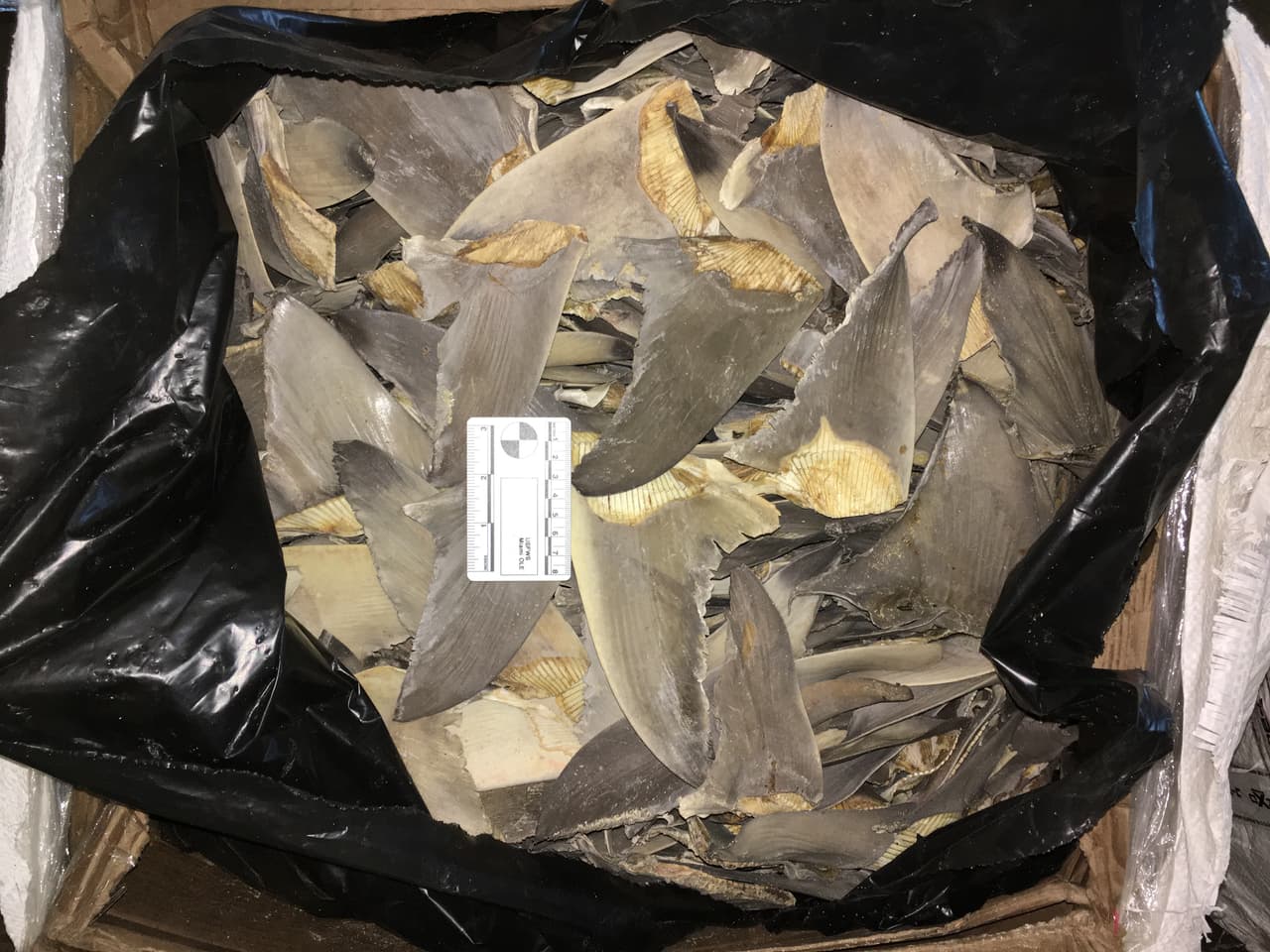 Las aletas de tiburón son muy populares en varios países de Asia, principalmente en China, donde se usan sobre todo para hacer sopas. 
<br>