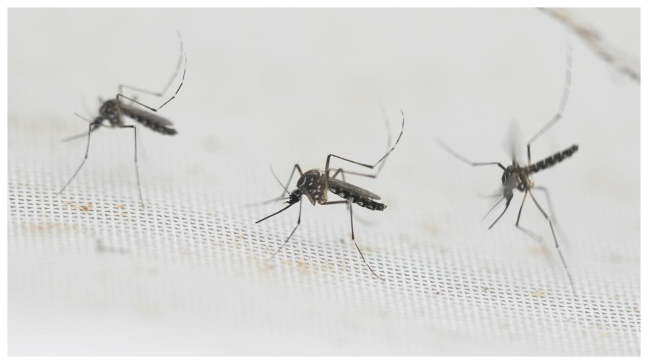 Alerta por aumento de casos de dengue en Miami-Dade: mira cuáles son los síntomas y cómo protegerte