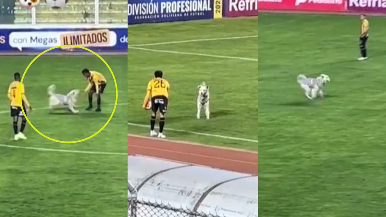 ¡Ternuta total! Te enamorarás de este perro que detuvo un partido