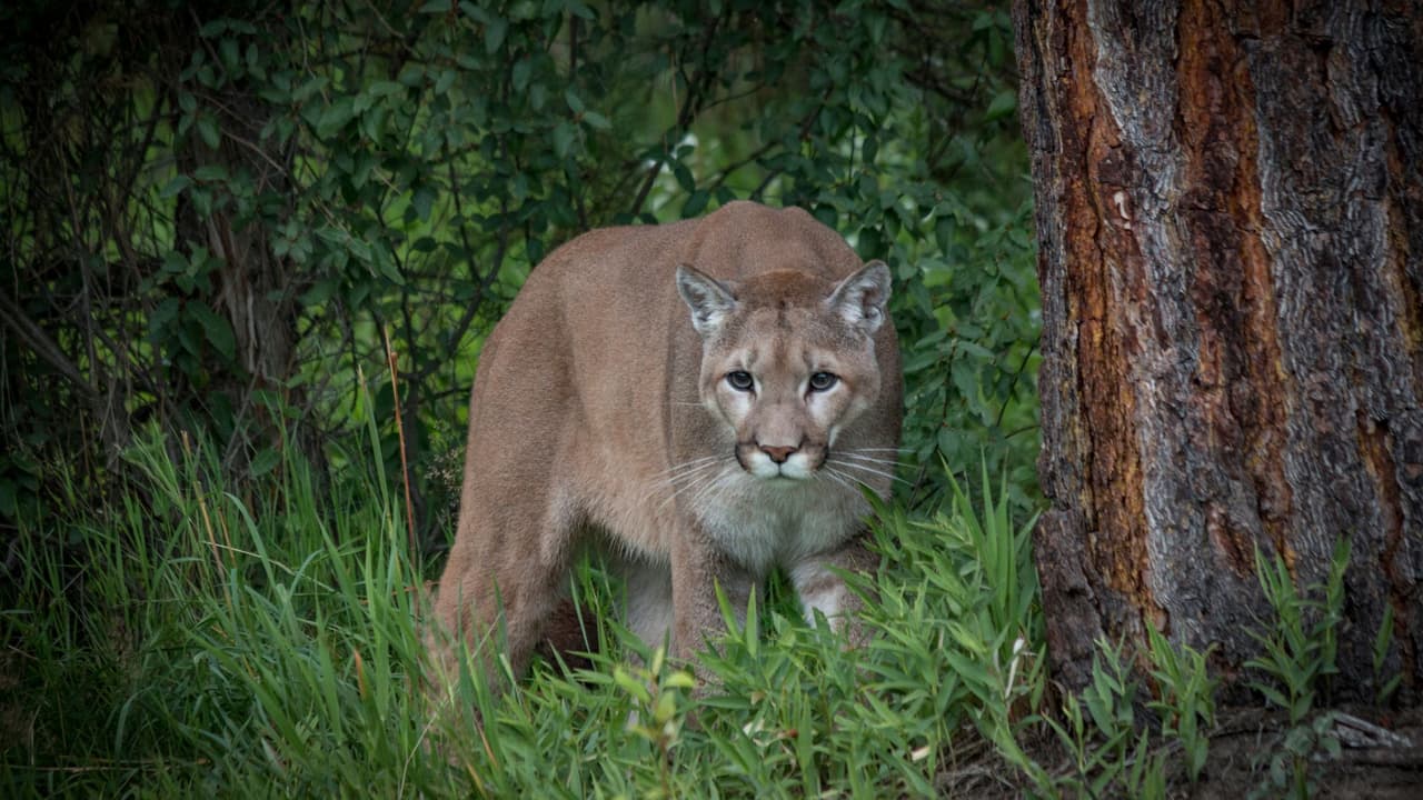 Alerta en un vecindario a las afueras de Stockton por un puma visto rondando en patios traseros