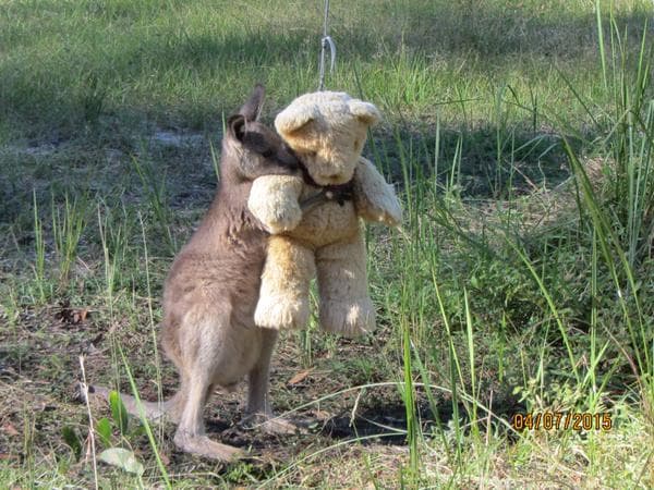Viral: Canguro abraza a su oso de peluche