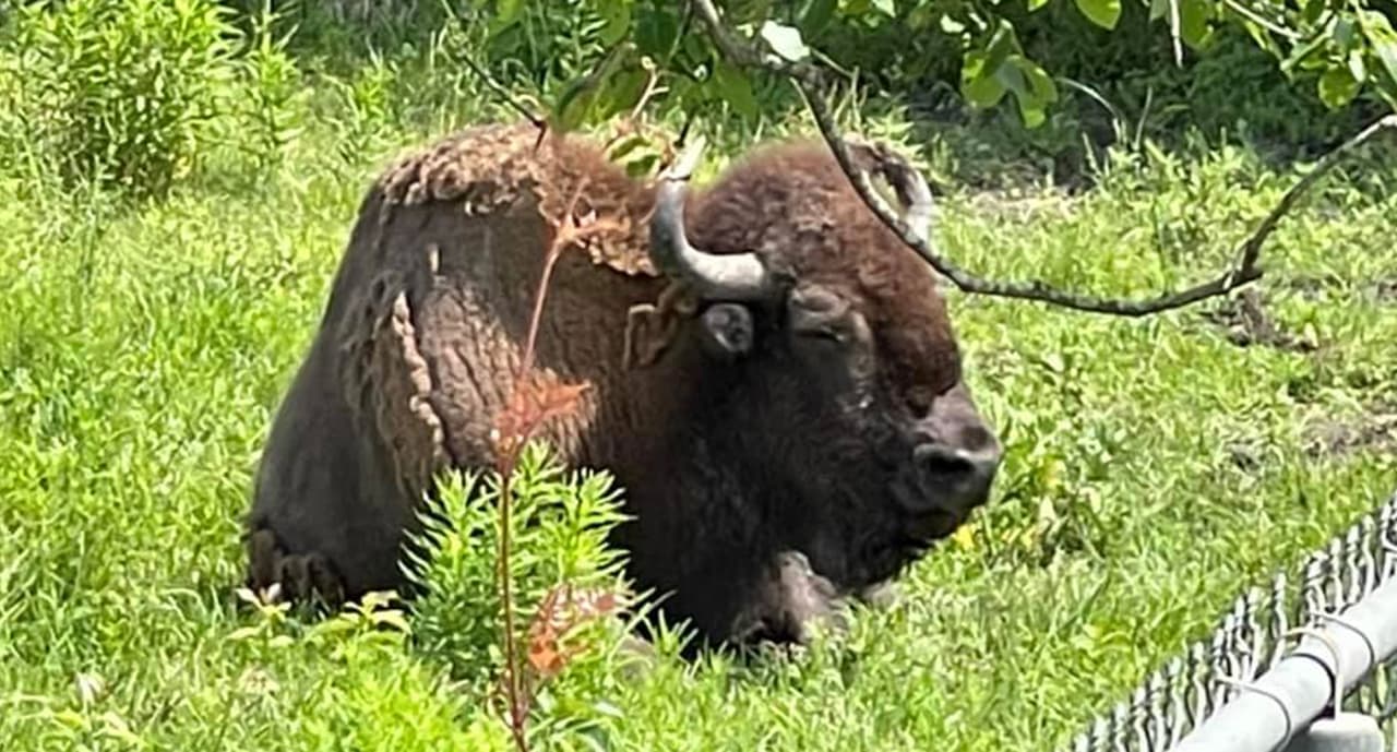 Y un espacio para ver a los bisontes.