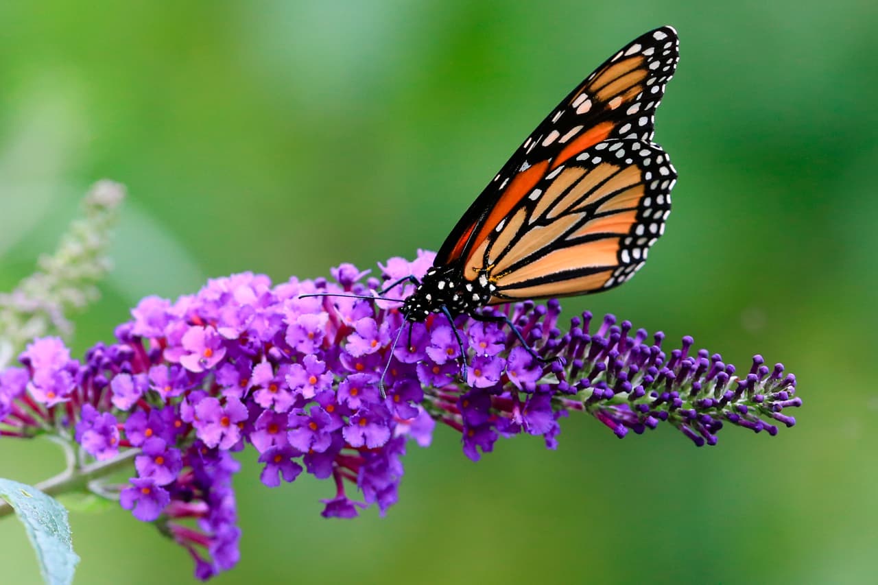 La Unión Internacional para la Conservación de la Naturaleza (IUCN, por sus siglas en inglés) 
<b>agregó a la mariposa monarca migratoria por primera vez a su "lista roja" de especies amenazadas y la clasificó como "en peligro", a dos pasos de la extinción.</b>
<br>
<br>