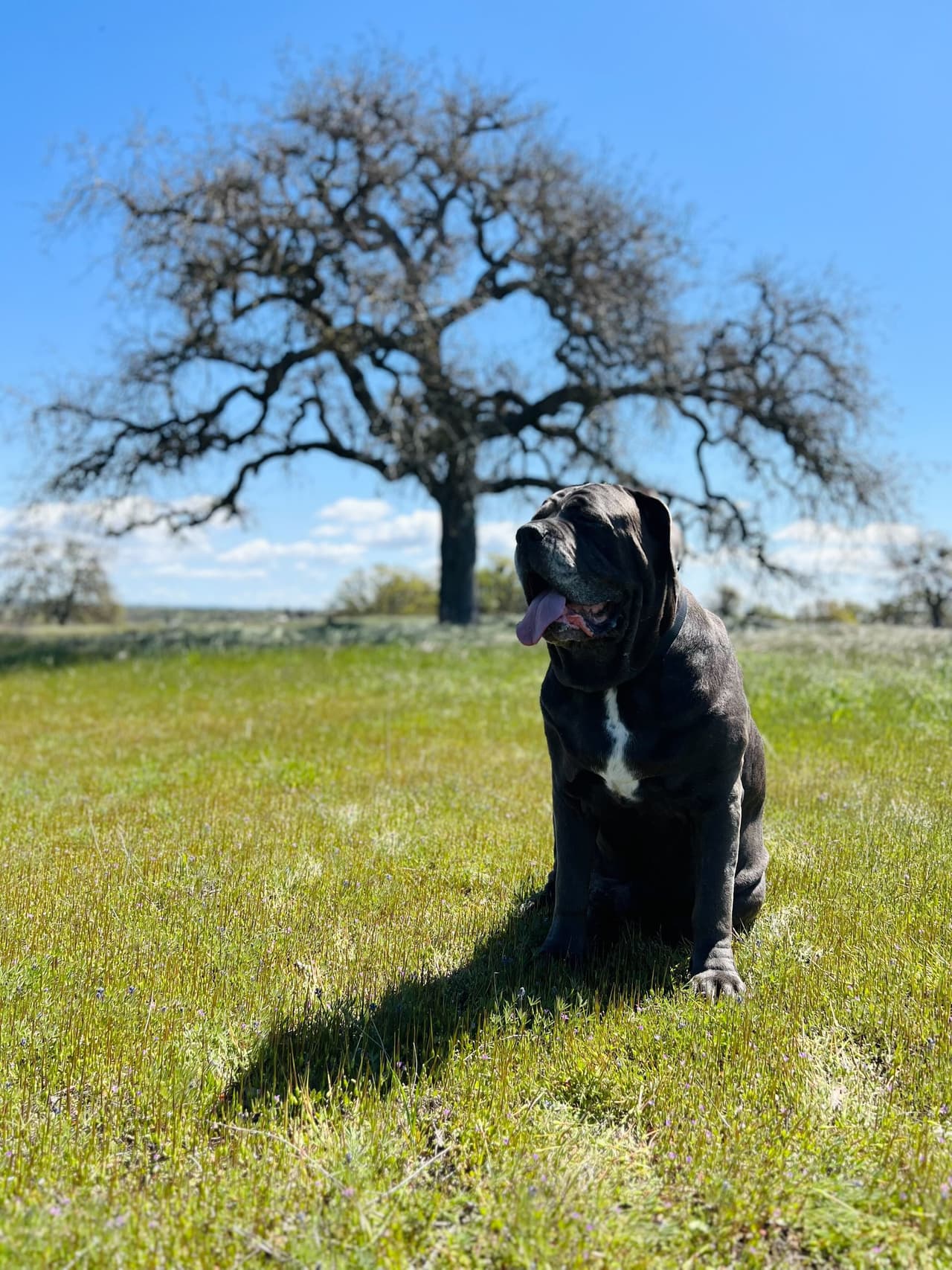 Lo mejor de todo es que puede disfrutar de la naturaleza y de los paseos por la ciudad junto a sus inseparables compañeros de 4 patitas, inclusive algunos viñedos son denominados “pet friendly” lo que permite el ingreso de mascotas mientras haces una degustación de vinos. No hay excusas para dejarlos.
<br>