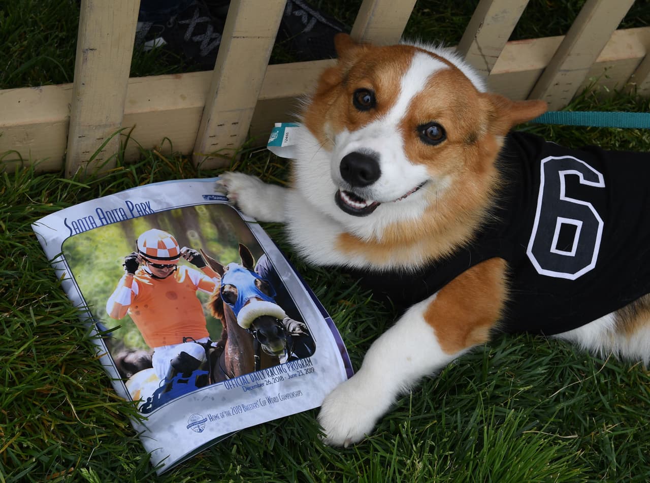 Los perros fueron los protagonistas de un sitio que es tradicionalmente reservado para los caballos.