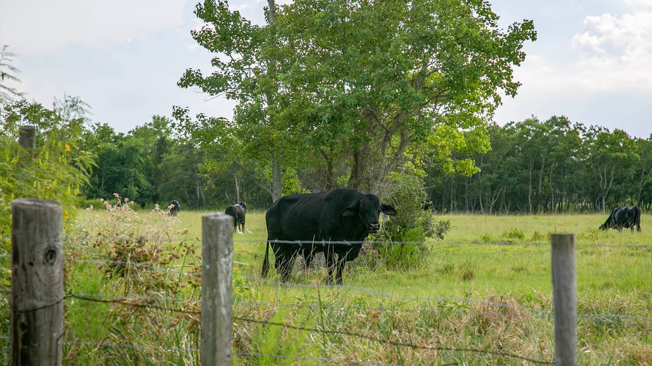 El paseo está en Texas City, al sureste de Houston, en la vía hacia la isla de 
<a href="https://www.univision.com/local/houston-kxln/ymca-distribuye-alimentos-para-familias-afectadas-por-la-crisis-del-coronavirus-esta-semana">Galveston</a>.
