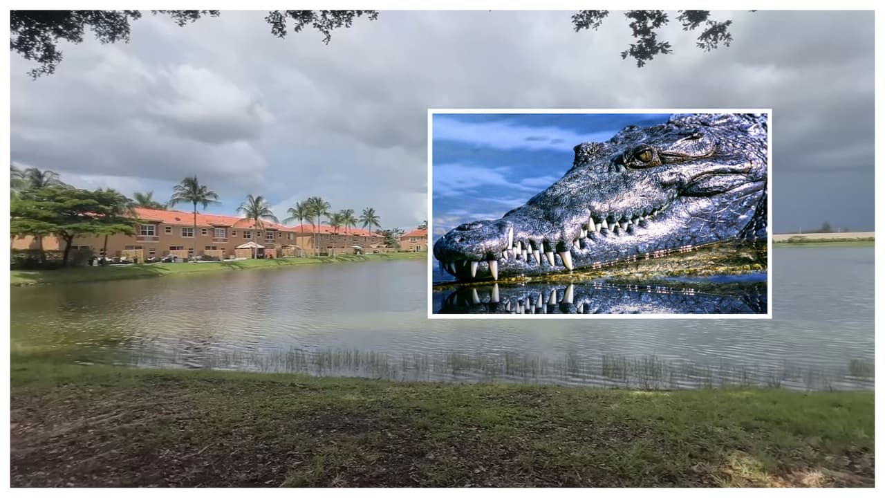 Caimán atemoriza a residentes de condominios en Doral