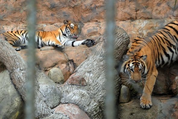 Series para ver en Netflix en tiempos de coronavirus