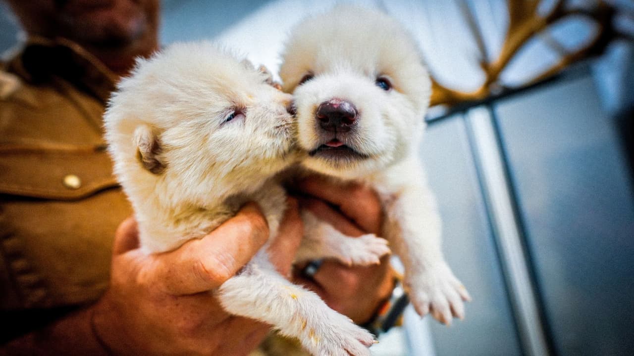 Una empresa con sede en Dallas acaba de lograr algo que suena sacado de una serie de televisión:
<b> traer de vuelta a una especie extinta hace más de 12 mil años</b>. Sí, los lobos terribles, esos que muchos conocimos por la serie 
<i>Game of Thrones</i>, ya están de regreso. 
<b>Y no, no es un efecto especial. Es ciencia real.</b>