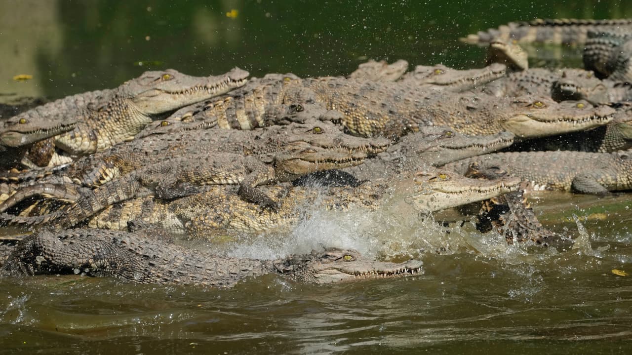 Cocodrilos siameses en cautiverio en una granja de cría.
