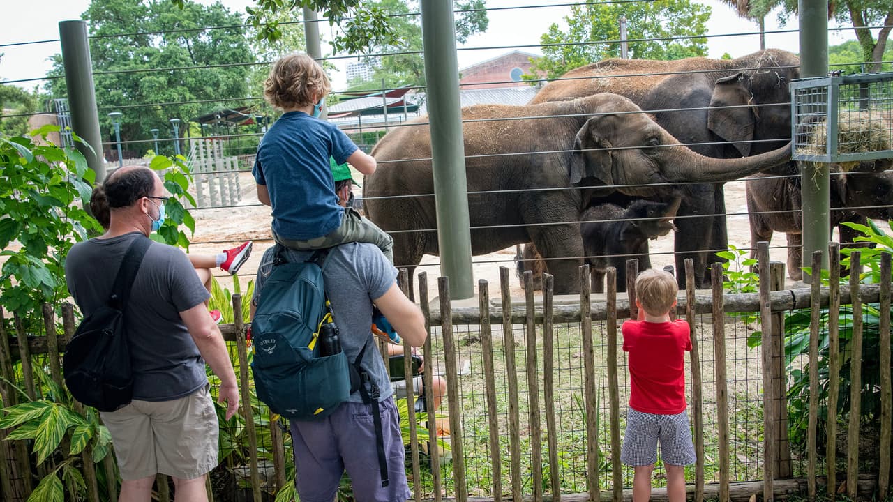 En esta fase, el zoológico abrirá los edificios con aire acondicionado, una extensión de Wortham World of Primates, los caminos de los osos, y el carrusel de vida salvaje.