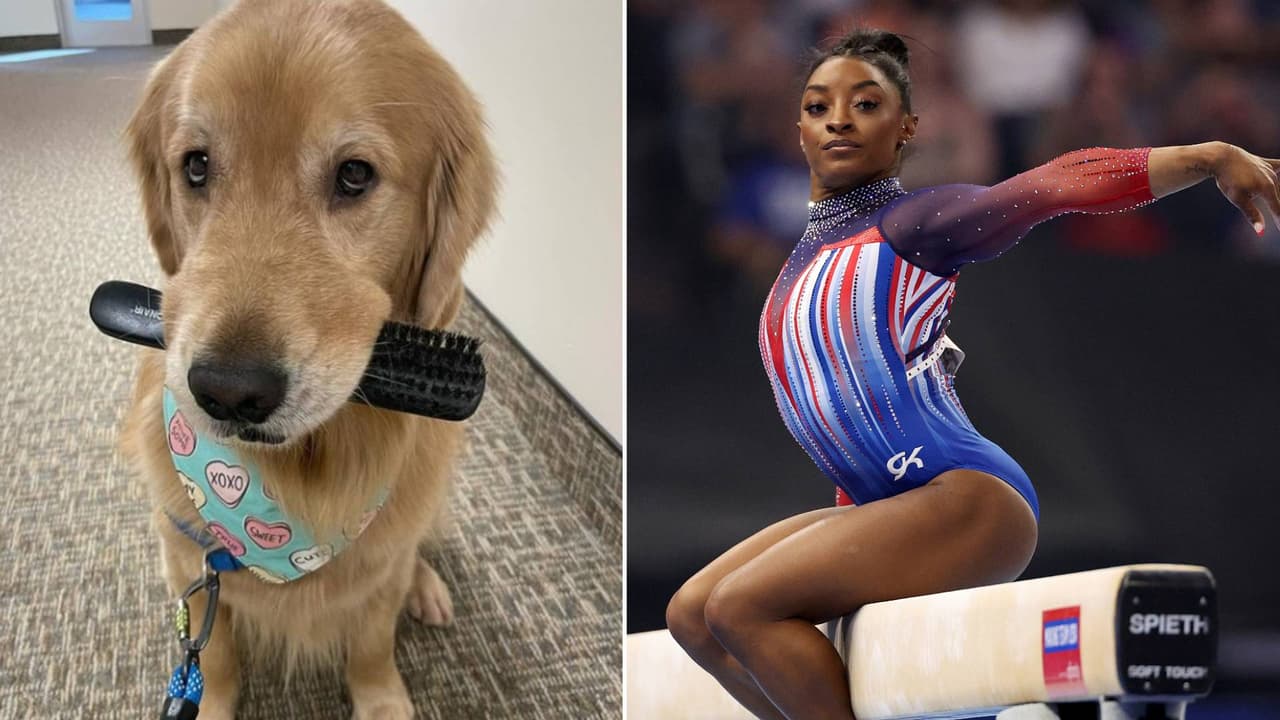 Él es Beacon, el perrito que ayuda a las gimnastas a calmar su estrés en los Juegos Olímpicos