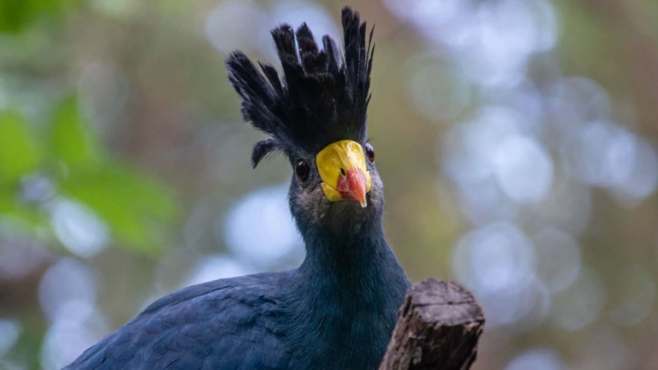 <h3 class="cms-H3-H3">🦁 ¿Dónde queda el Zoológico? </h3>
<br>📍
<a href="https://g.co/kgs/GWCRaD6" target="_blank">650 S. R.L. Thornton Freeway (I-35 en Marsalis Ave)</a>
<br>
<b>Abierto los 7 días de la semana.</b>