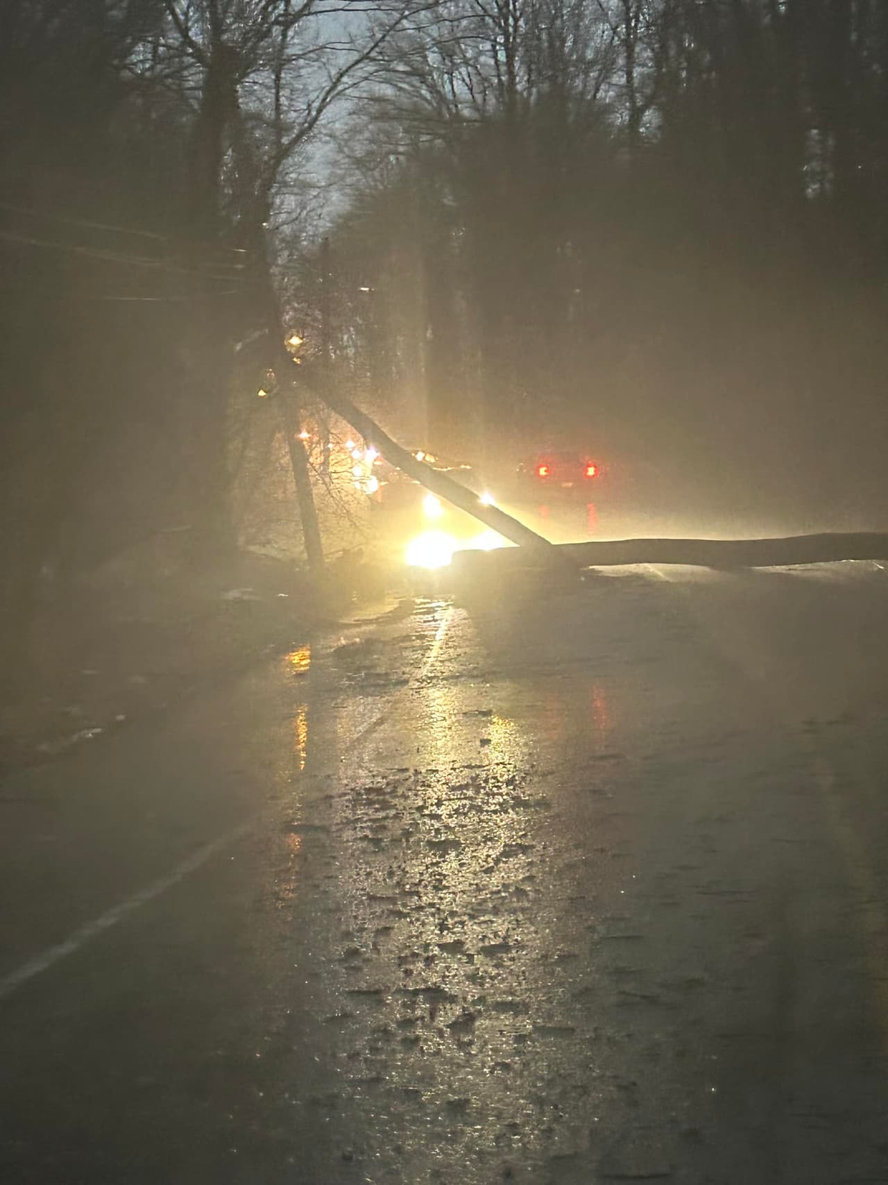 Reportan árboles caídos en el área de Forbbiden Drive, cerca de Andorra en Filadelfia.