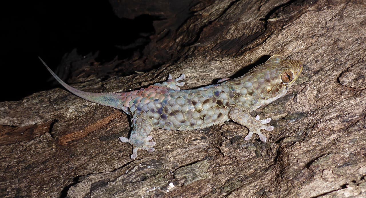 Este gecko se desnuda para escapar de sus depredadores