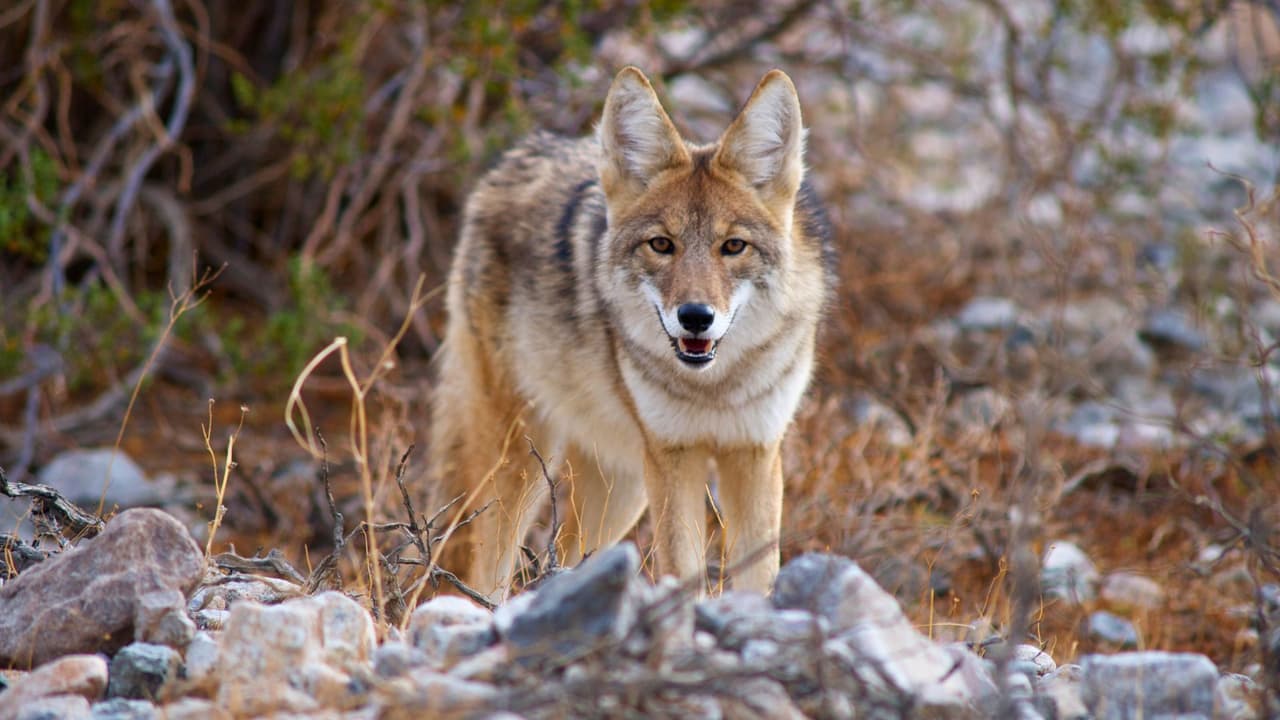 <h3 class="cms-H3-H3">🚨 ¿Qué hacer si ves un coyote?</h3>
<br>
<br>- 
<b>No corras:</b> Quédate de pie, haz ruido y luce más grande moviendo los brazos.
<br>
<br>- 
<b>Asústalo: </b>Puedes aplaudir fuerte, gritar, agitar objetos o lanzar cosas pequeñas cerca.
<br>
<br>- 
<b>Avísale a las autoridades:</b> Si el coyote se acerca demasiado, sigue merodeando o actúa raro, llama a control de animales o al número de emergencias de tu ciudad.