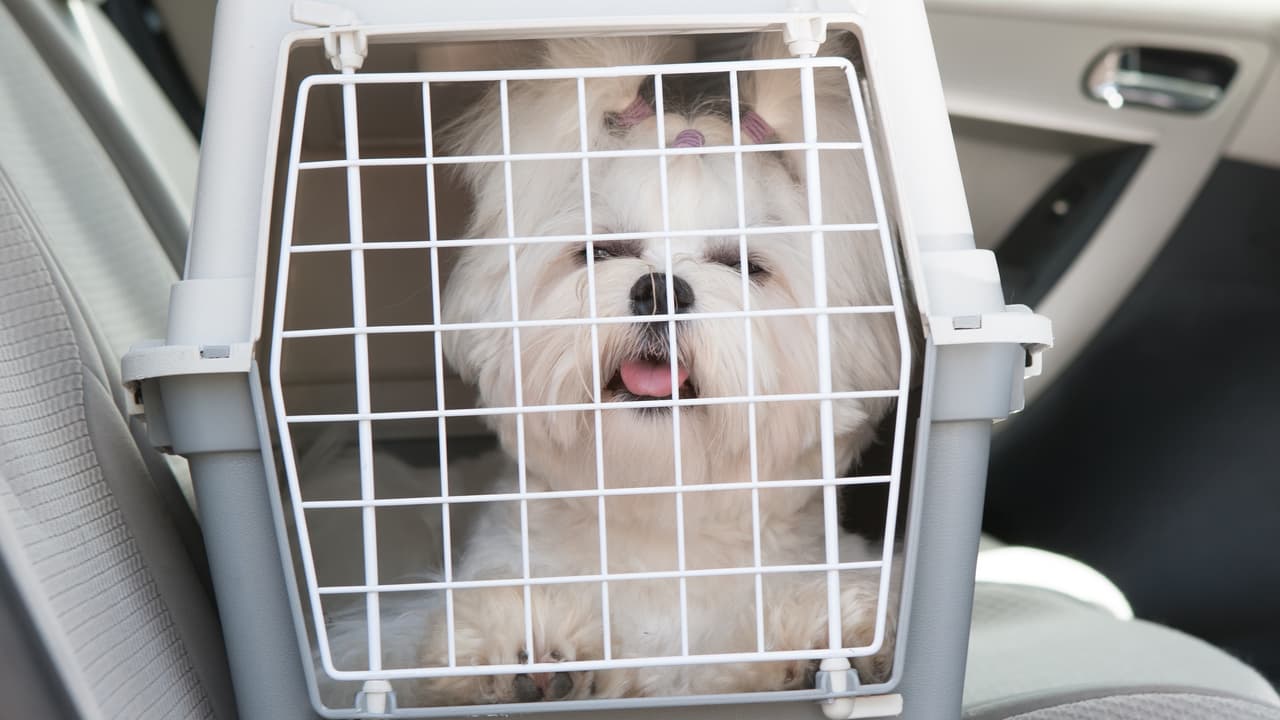 <b>Mascotas:</b>
<br>
<br>Si viajas con mascotas, estas deberán siempre viajar en sus jaulas protectoras aseguradas dentro del vehículo y nunca fuera de este.