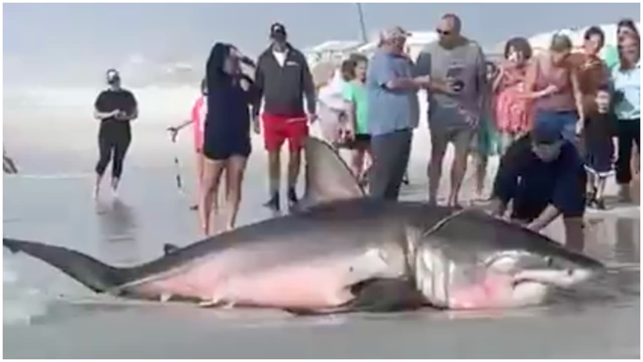 Captan en video a un gran tiburón blanco de 1.500 libras varado en una playa de Florida