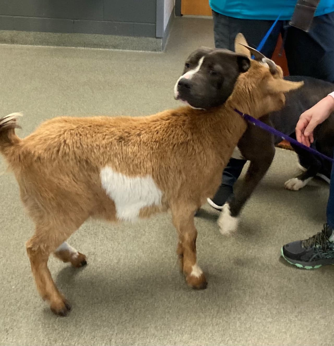 Canela y Felix se robaron el corazón del personal y voluntarios del Centro de Animales del Condado de Wake, ya que la cabra y el perro son amigos inseparables. Una rara mezcla de amistad, de acuerdo Jennifer Federico, directora del refugio.