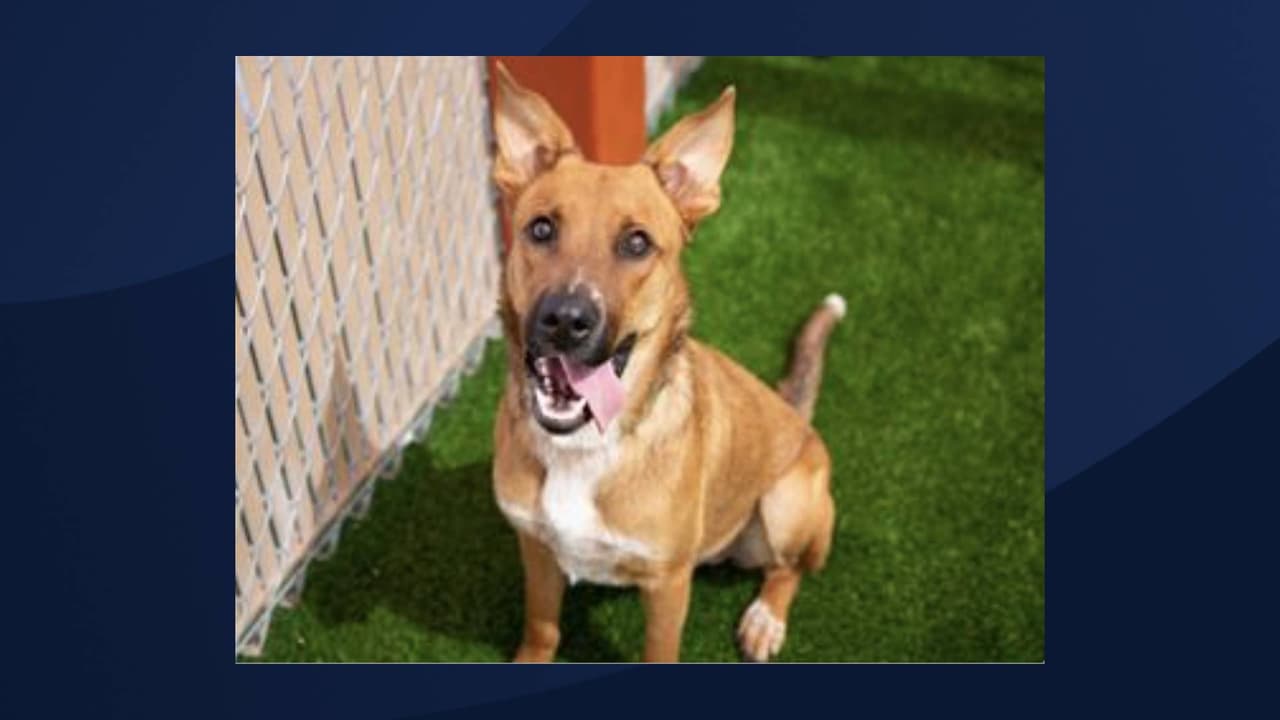 Si está interesado en adoptar a una mascota del refugio, usted puede programar una cita 
<a href="https://mcaccappointments.as.me/adopt" target="_blank">en este enlace.</a>
<br>
<br>[COMBO está en adopción, Para obtener más información sobre este pequeño, 
<a href="https://apps.pets.maricopa.gov/adoptablepets/DetailPage.aspx?RecordLocator=A4576063" target="_blank">haga clic aquí</a>]
<br>