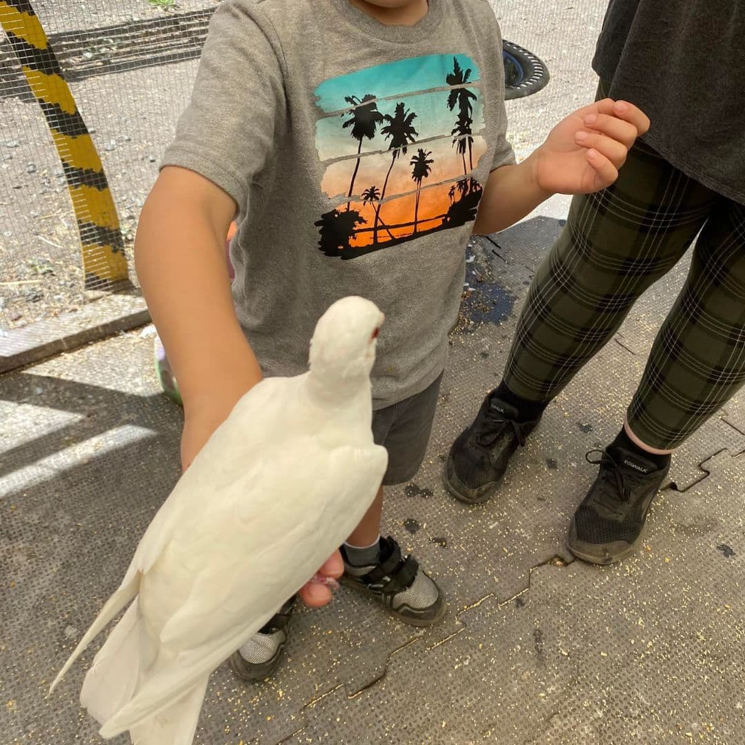 La granja también envía a sus animales a las escuelas locales y centros de salud para visitas con niños.
<br>