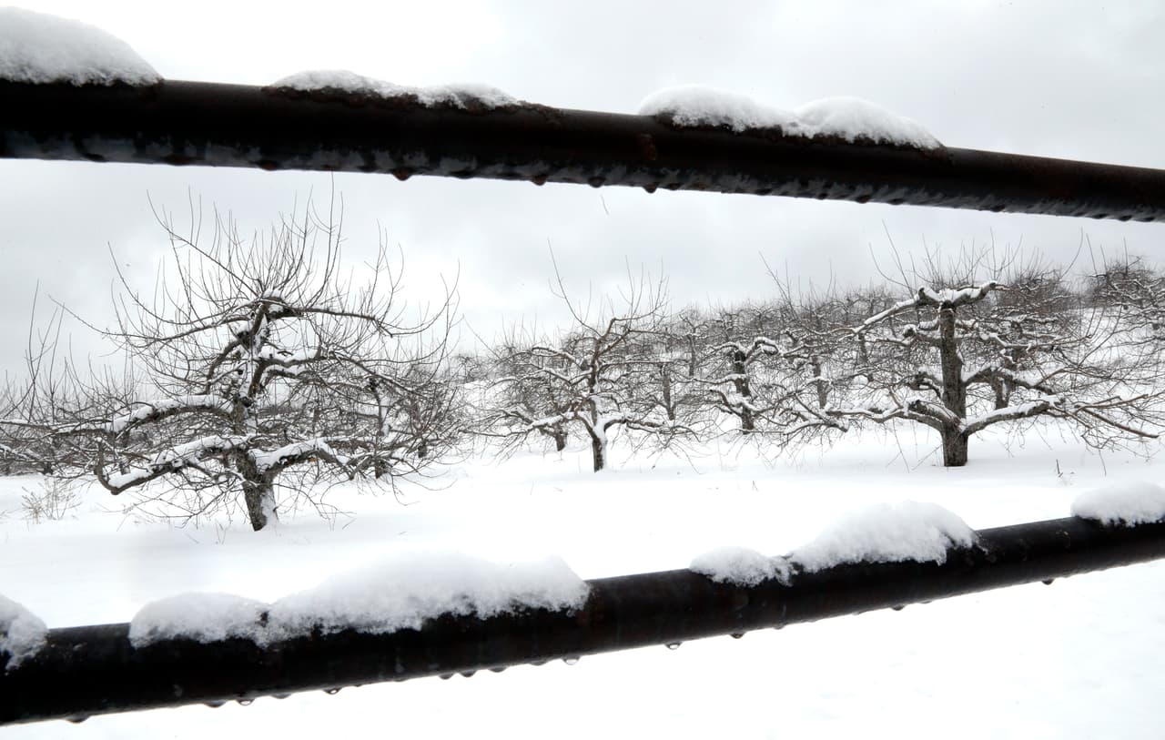 La nieve cubre los árboles de manzana en las granjas Smolak, ubicadas en North Andover, Massachusetts.