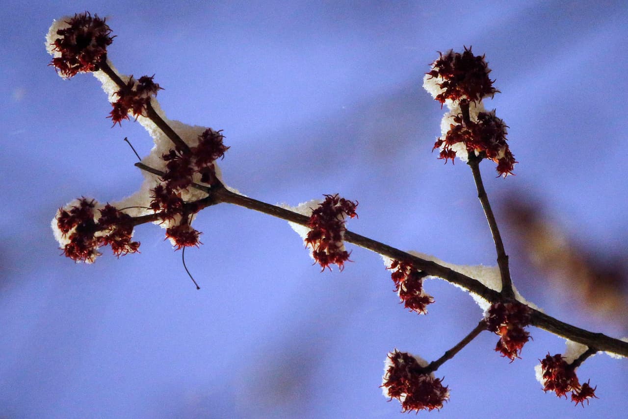 La nieve se acumula en un árbol de arce en Boston.