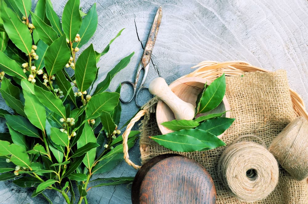 Pero dentro del mundo del esoterismo, el laurel es considerada una hierba protectora y de purificación por excelencia, y se lleva como amuleto para repeler el mal y las fuerzas negativas.