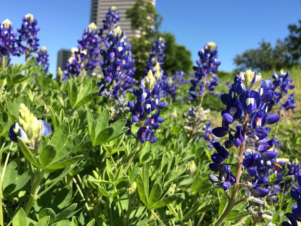 Junto con las Bluebonnets —flor oficial de Texas , en los bosques, autopistas, praderas, senderos y playas texanas se puede apreciar una variada gama de flores silvestres de todos los colores, tamaños y formas durante la primavera