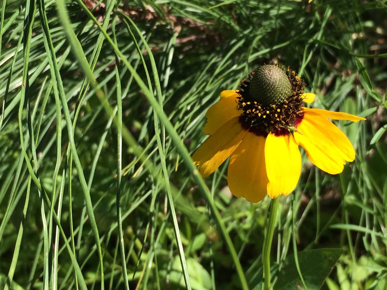Junto con las Bluebonnets —flor oficial de Texas , en los bosques, autopistas, praderas, senderos y playas texanas se puede apreciar una variada gama de flores silvestres de todos los colores, tamaños y formas durante la primavera