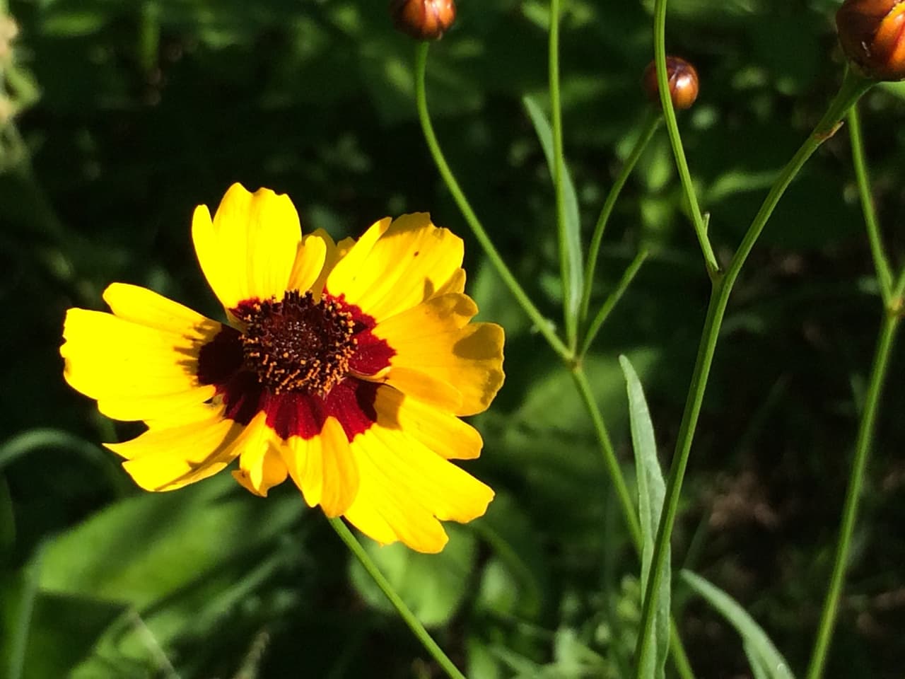 Junto con las Bluebonnets —flor oficial de Texas , en los bosques, autopistas, praderas, senderos y playas texanas se puede apreciar una variada gama de flores silvestres de todos los colores, tamaños y formas durante la primavera
