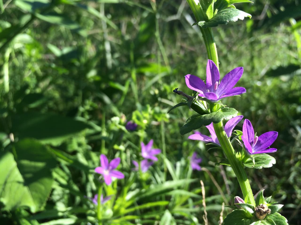 Junto con las Bluebonnets —flor oficial de Texas , en los bosques, autopistas, praderas, senderos y playas texanas se puede apreciar una variada gama de flores silvestres de todos los colores, tamaños y formas durante la primavera