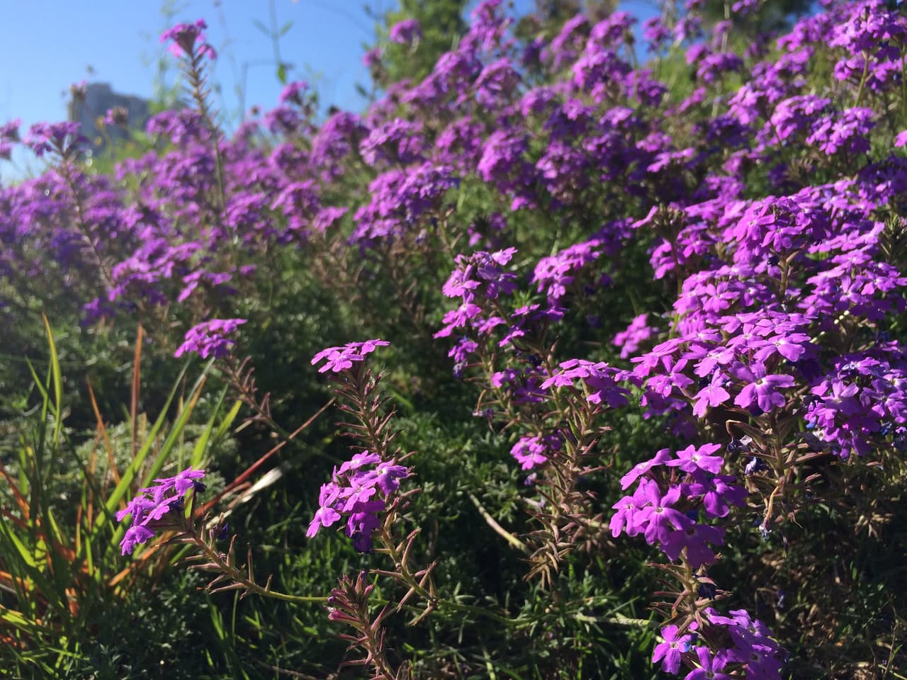 Junto con las Bluebonnets —flor oficial de Texas , en los bosques, autopistas, praderas, senderos y playas texanas se puede apreciar una variada gama de flores silvestres de todos los colores, tamaños y formas durante la primavera