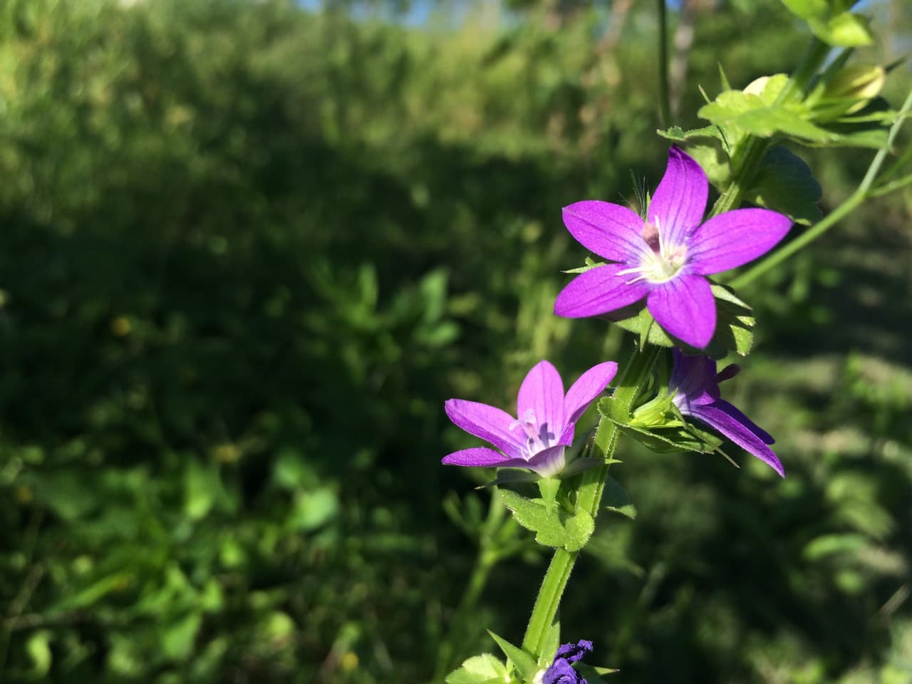 Junto con las Bluebonnets —flor oficial de Texas , en los bosques, autopistas, praderas, senderos y playas texanas se puede apreciar una variada gama de flores silvestres de todos los colores, tamaños y formas durante la primavera