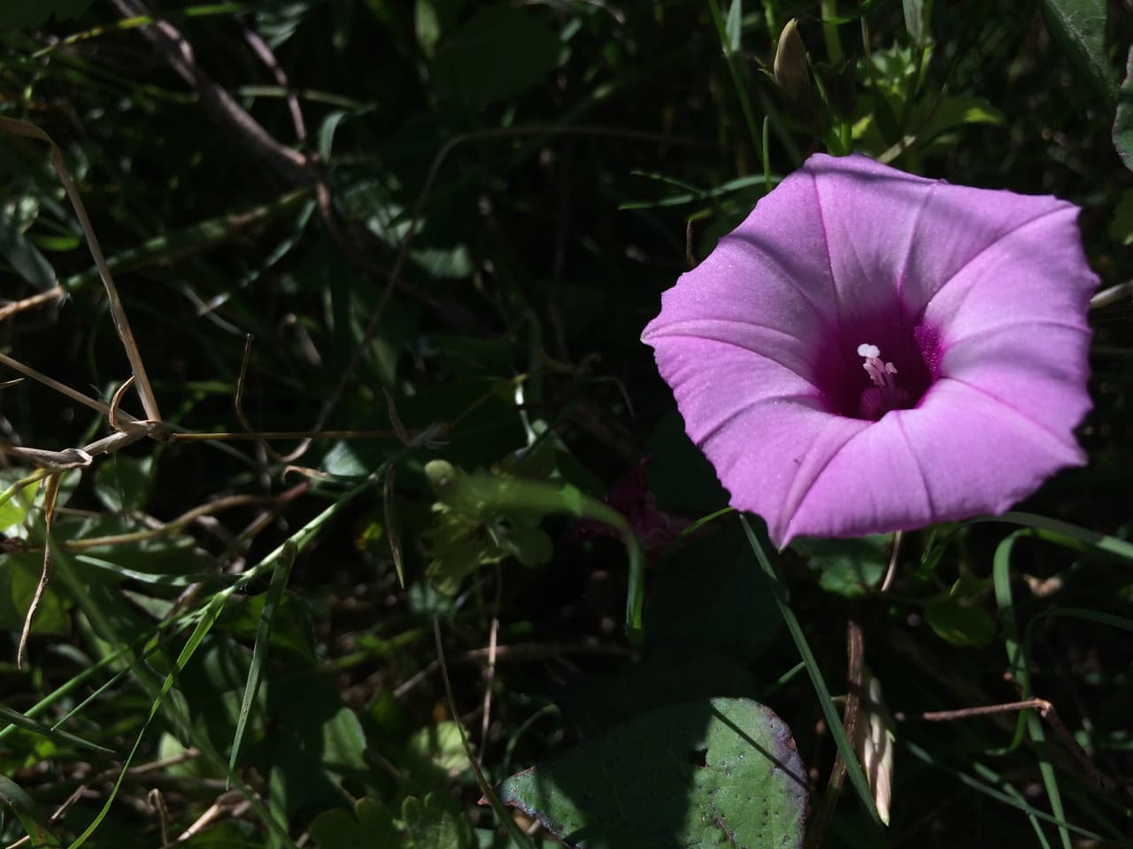Junto con las Bluebonnets —flor oficial de Texas , en los bosques, autopistas, praderas, senderos y playas texanas se puede apreciar una variada gama de flores silvestres de todos los colores, tamaños y formas durante la primavera