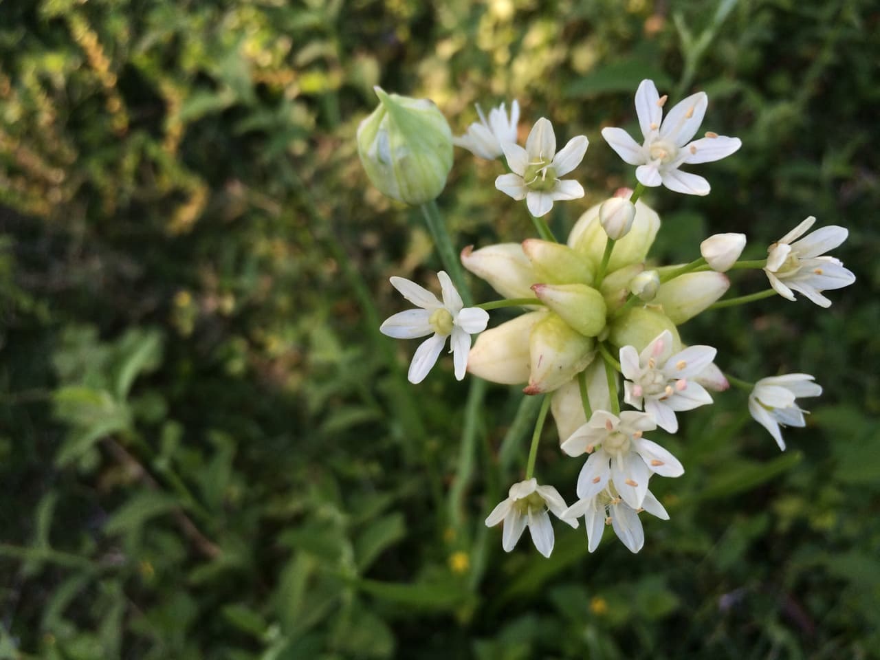 Junto con las Bluebonnets —flor oficial de Texas , en los bosques, autopistas, praderas, senderos y playas texanas se puede apreciar una variada gama de flores silvestres de todos los colores, tamaños y formas durante la primavera
