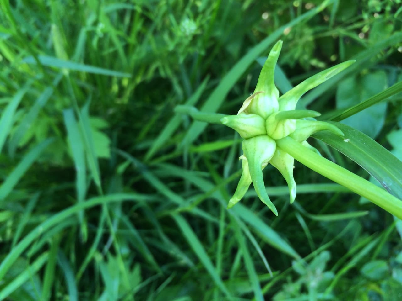 Junto con las Bluebonnets —flor oficial de Texas , en los bosques, autopistas, praderas, senderos y playas texanas se puede apreciar una variada gama de flores silvestres de todos los colores, tamaños y formas durante la primavera