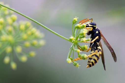 <b>¿Cuál es la importancia de las avispas en el ecosistema? </b>
<br>Las avispas tienen algunas habilidades de polinización, pero no es su rol principal tal como las abejas.
<br>
<br>El propósito principal de las avispas en el ecosistema, más bien
<b>es el control de la población de plagas</b>. Por ejemplo, comen orugas y larvas que se alimentan de cultivos alimenticios.