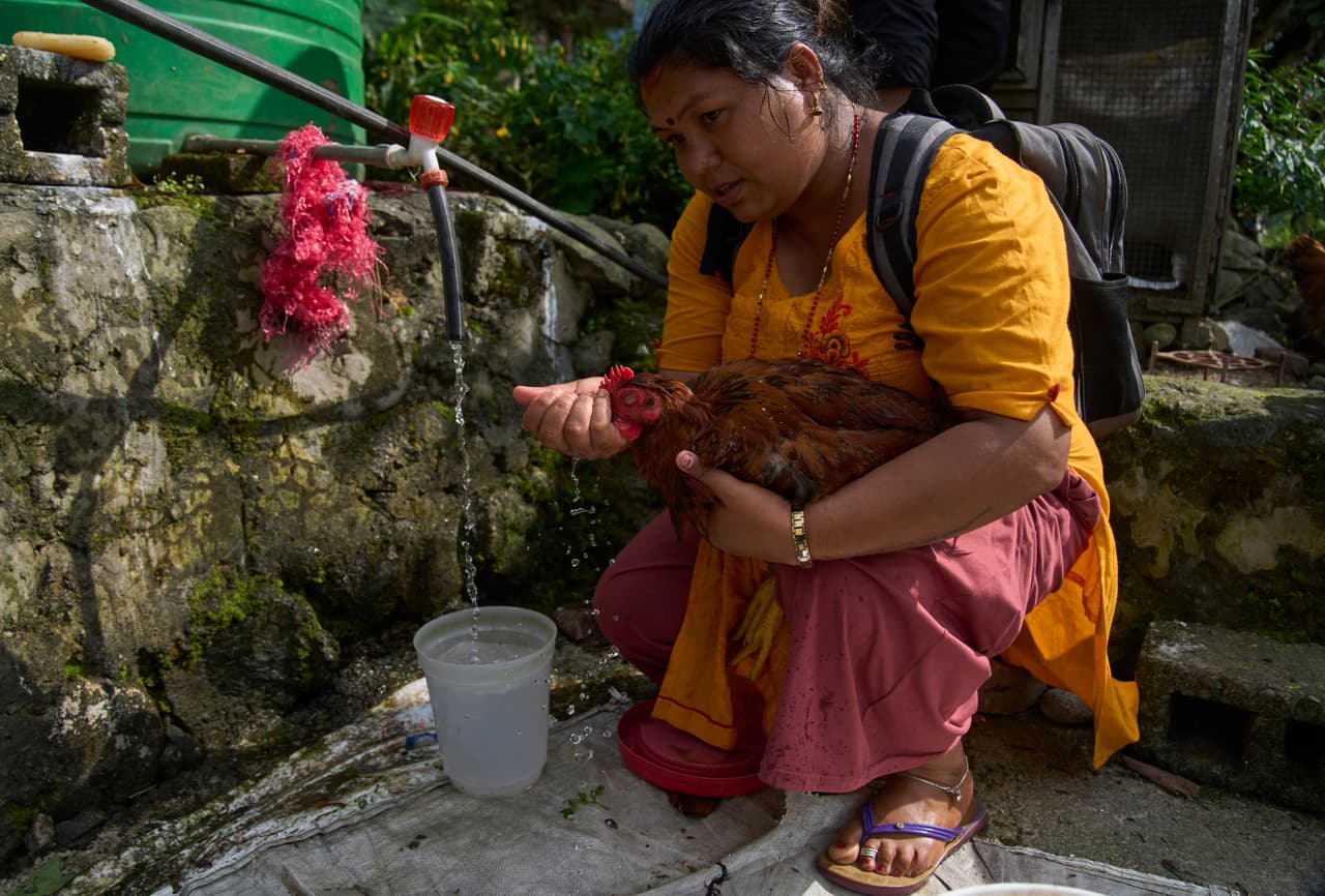 Una superviviente de una inundación repentina da agua a una gallina que quedó abandonada tras huir a un terreno más elevado en la zona de Devighat, en el distrito de Nuwakot, Nepal, el viernes 28 de agosto de 2026.