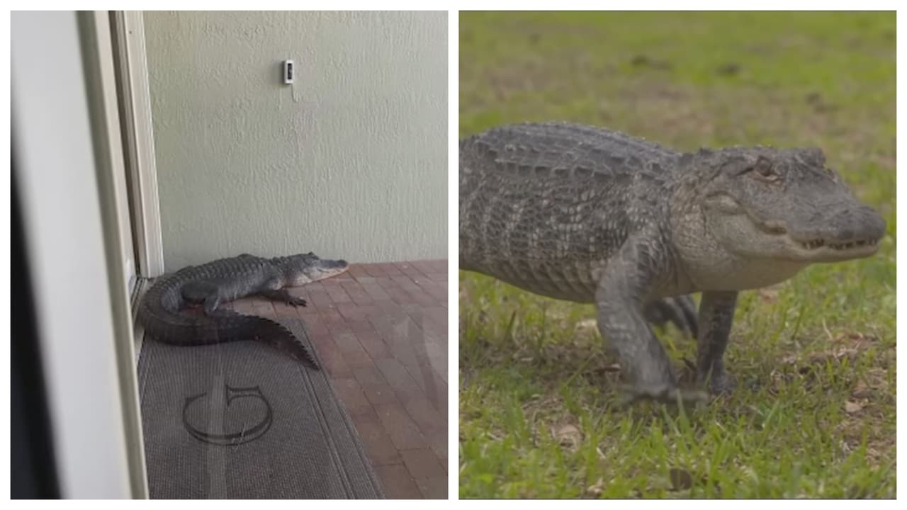 Residentes de Broward denuncian presencia de caimanes en los patios y puertas de sus casas 