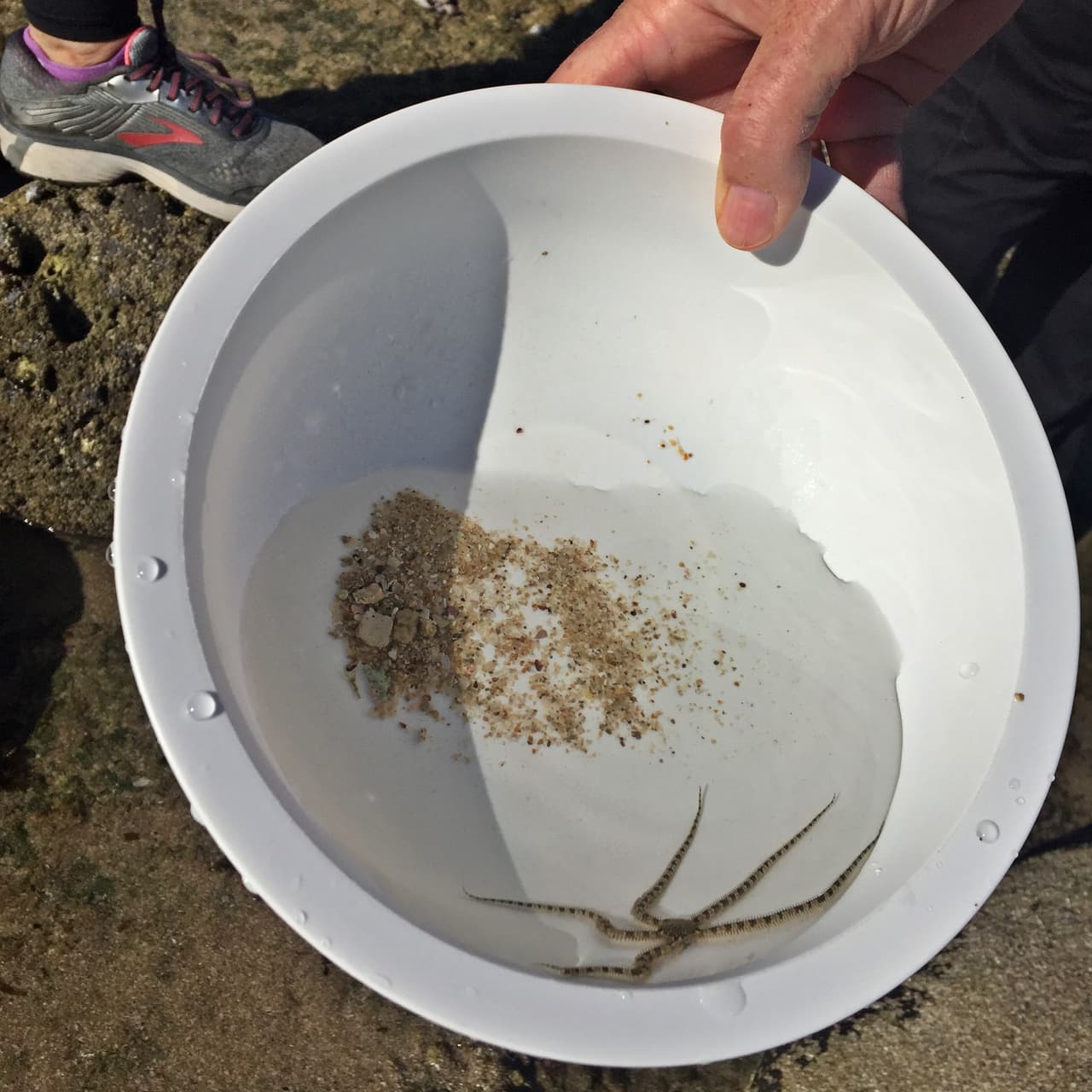 Organizados en equipos de trabajo, los participantes recorrieron la playa y fueron capturando los diferentes tipos de residuos encontrados mediante la App Clean Swell, con la cual se sube la información a una plataforma internacional de acceso libre a la información (https://www.coastalcleanupdata.org/) , y finalmente separaron la basura para llevar el material reciclable al Centro de Acopio Municipal.