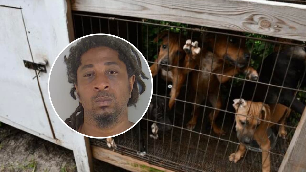 Descubren 29 perros con cicatrices y sin agua: esto fue lo que hallaron las autoridades en Florida