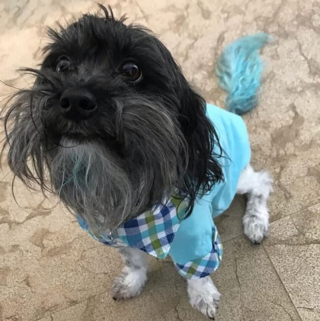 Chompiras es la mascota de la conductora mexicana y en Instagram nos presentó el look que ella y sus hijas le hicieron para el cambio de temporada: "Mis niñas y yo le pintamos la colita con colorante de comida, ¿verdad que se ve lindo?".