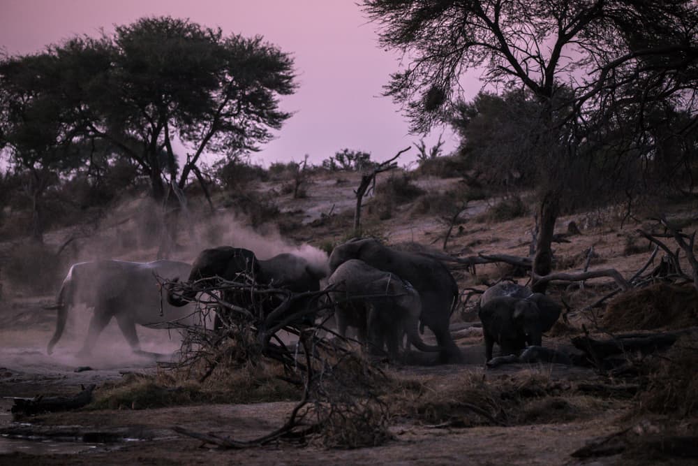 Los elefantes se encuentran entre las criaturas más inteligentes del mundo y, sin embargo,
<b>de 2007 a 2014 murieron unos 144,000 ejemplares</b>, debido principalmente a la caza ilegal para obtener su marfil.