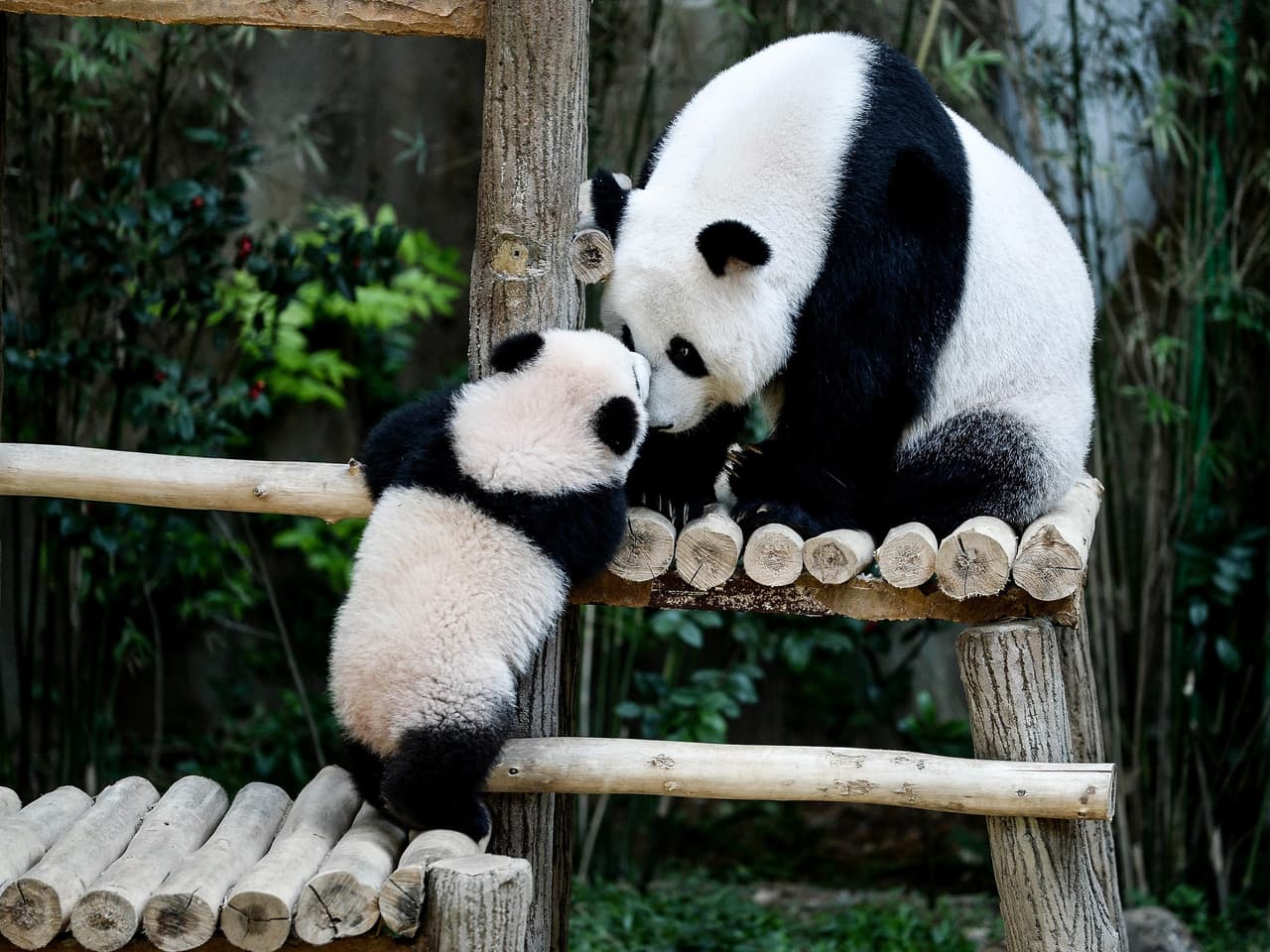 Estremecedora imagen del zoológico de Kuala Lumpur, donde un cachorro de oso panda juega con su madre. (Foto por Manan Vatsyayana,AFP).